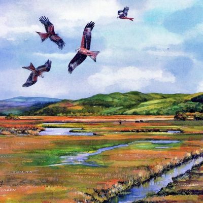 Kites Tregaron